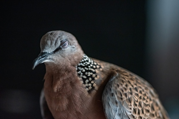 Cute Spotted dove or pearl necked dove portrait