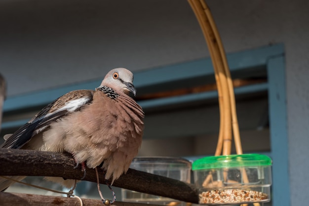 Cute Spotted dove or spilopelia chinensis pearlnecked dove enjoy sunbathing