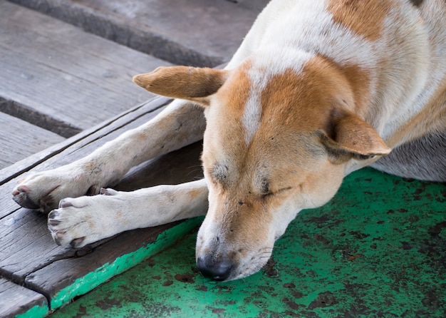 Cute stray dog sleep  in temple