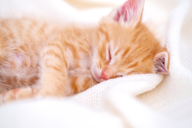 Cute striped ginger kitten sleeping lying white blanket on bed concept of adorable little cats relax