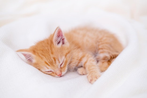 Cute striped ginger kitten sleeping lying white blanket on bed concept of adorable little cats relax