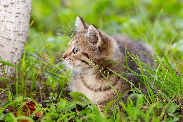 Cute striped kitten sitting in the garden on the grass