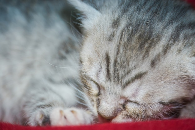 Cute striped kitten