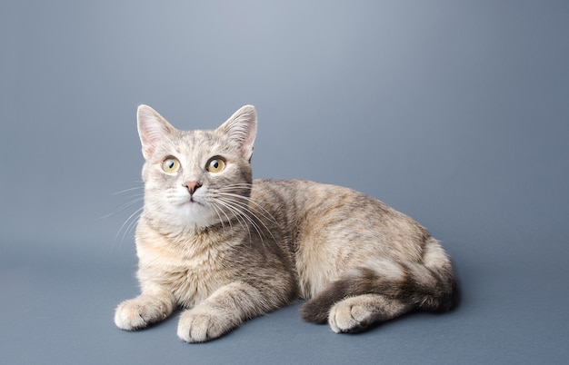 A cute striped tabby gray female shorthaired cat lies on a gray background Pet curious looking