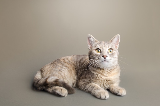 a cute striped tabby gray female shorthaired cat lies on a graybeige background