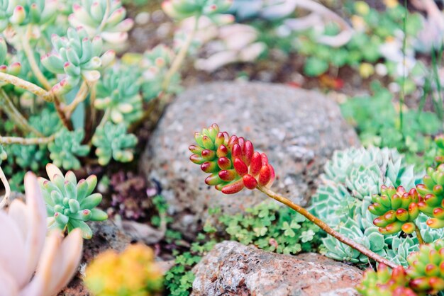 Cute sucullent plants in ground.