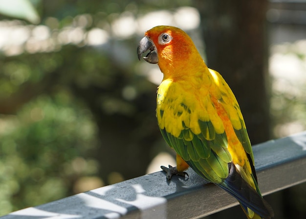 Photo cute sun conure bird standing on a fence below tree shade in large botanical garden aviary bird park