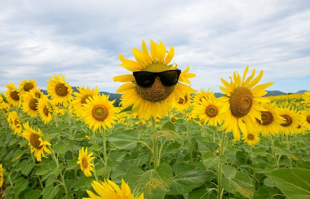 Cute sunflower flower wear sunglasses and blooming in sunflowers field