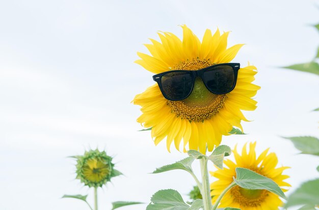 cute sunflower wear sunglasses on white cloud sky