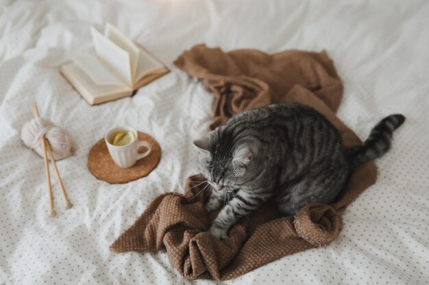 Cute tabby cat in bed on warm blanket Hygge concept Lazy weekend