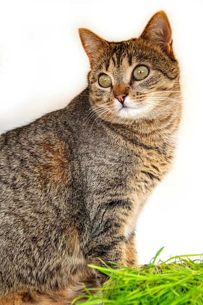 Cute tabby cat closeup on white background