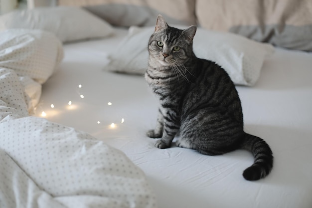 Cute tabby cat lying in bed funny home pet concept of relaxing and cozy wellbeing sweet dream