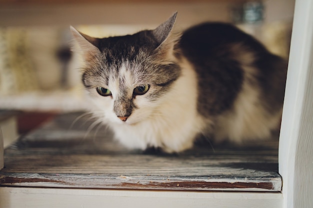 Cute tabby cat sitting on rustic wooden chair relaxing on retro in home.