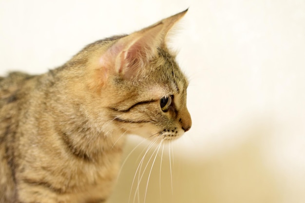 A cute tabby cat with a short tail and tassels on the ears Kurilian bobtail looking to the side