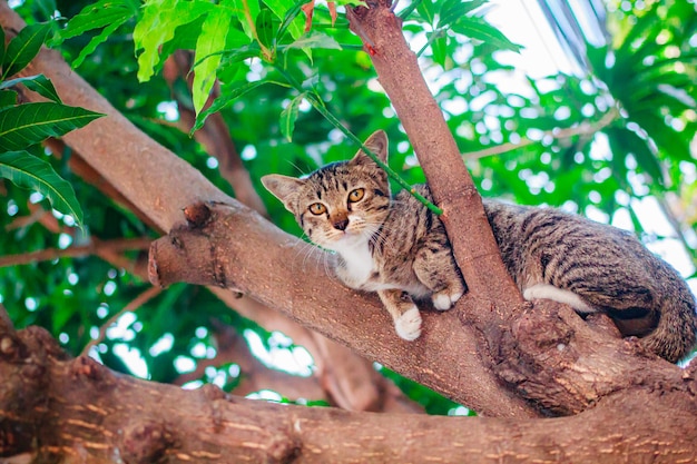 Cute tabby Kitten Relaxing on top of Tree.