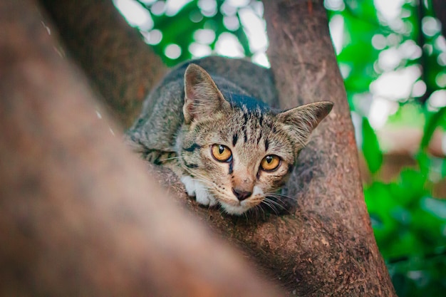 Cute tabby Kitten Relaxing on top of Tree.