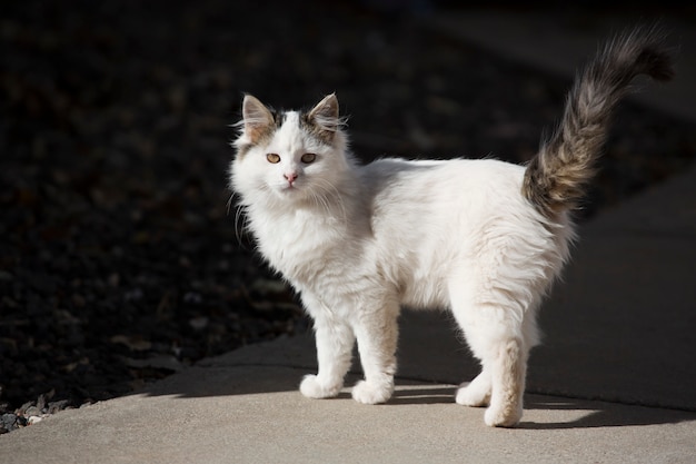 Cute Tabby Kitten on Sidewalk