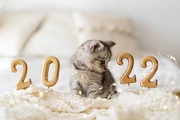 A cute tabby kitten of the sits on a knitted blanket good new year spirit happy new year