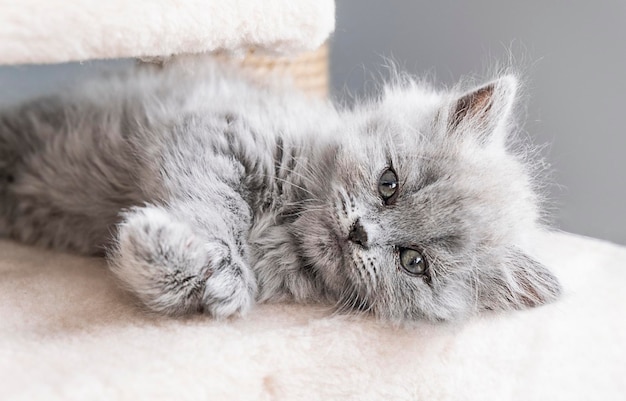 Cute tabby kitten sleep on white soft blanket Cats rest napping on bed