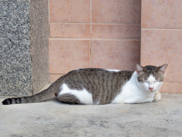 cute tabby kitty lying on the floor