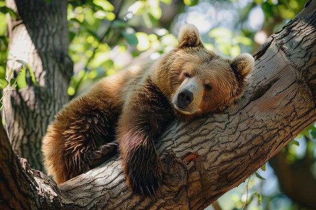 A cute tailed bear is sleeping on the tree