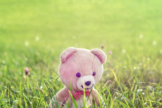 Cute teddy bear walks in the field Background with copy space