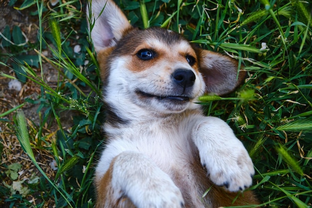 Cute terrier puppy posing on the grass