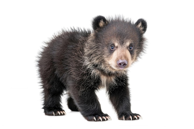 A cute Tian Shan bear cub with white claws on a white background