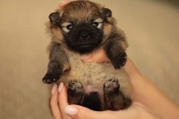 Cute tiny puppy closeup in female hands