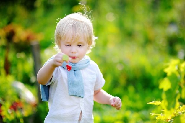 Cute toddler boy picking red currants in domestic garden