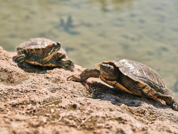 Cute turtles in a lake