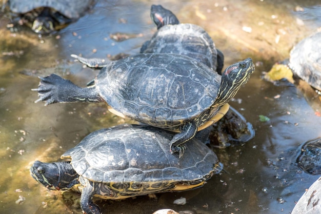 Cute turtles rest under sun on pond