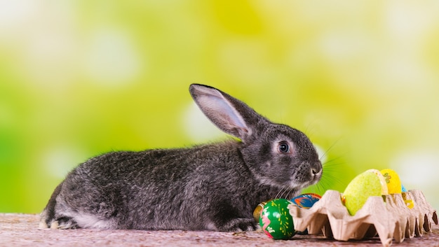 A cute ultimate gray bunny spreads its ears on a green decorated