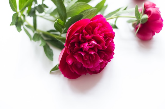 Cute vintage photography with flowers, petals an leaves Flat lay top view. Minimalistic photo for blogs, websites, social media platforms.