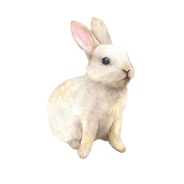 Cute watercolor rabbit on isolated white background