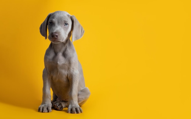 Cute Weimaraner puppy isolated on a yellow background