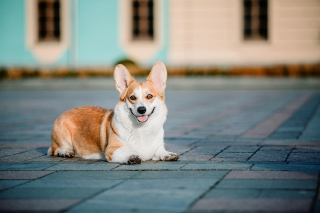 Cute Welsh Corgi dog outdoor. Dog portrait Pet on a walk. Beautiful funny corgi dog breed