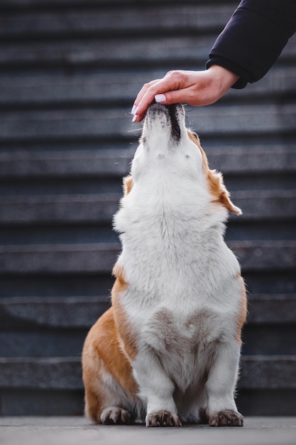 Cute Welsh Corgi dog outdoor. Dog portrait Pet on a walk. Beautiful funny corgi dog breed