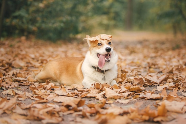 Cute Welsh Corgi dog outdoor. Dog portrait Pet on a walk. Beautiful funny corgi dog breed