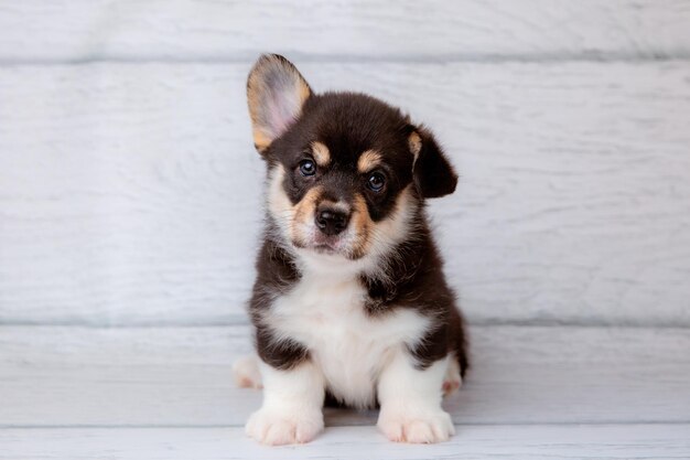 cute Welsh corgi puppy on a light wooden background