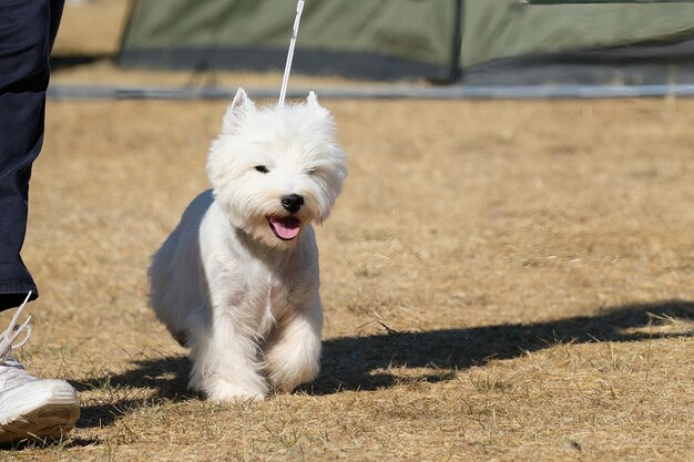 Cute West Highland White Terrier dog on a walk