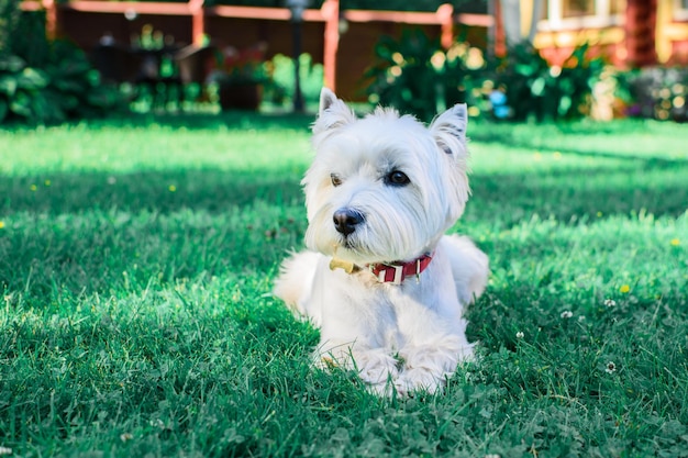 Cute West Highland White Terrier with a red collar lying on the green grass background natural