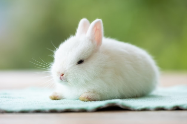 Cute white baby rabbit sitting on cloth. Friendship with cute easter bunny.