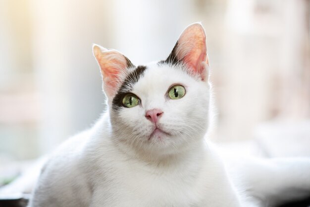 Cute white and black cat sitting enjoy on wooden the terrace.