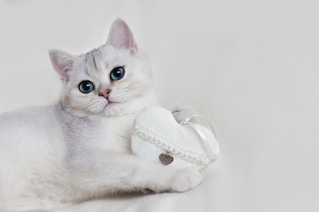 Cute white british kitten on a white knitted blanket with a white textile heart holds in its paws