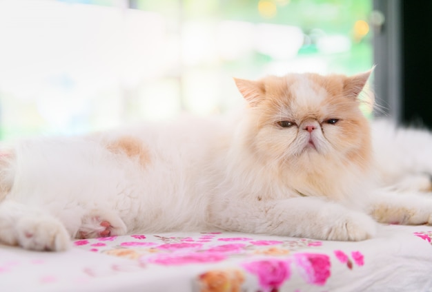 Cute white and brown Persian cat sit on table