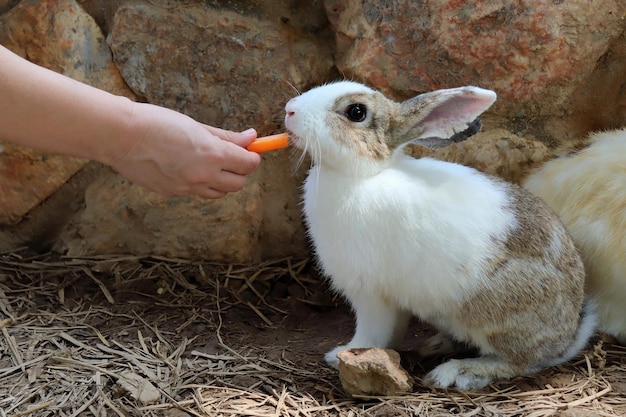 A cute white and brown rabbit eating carrot by owners hand in the farm Animal and people concept