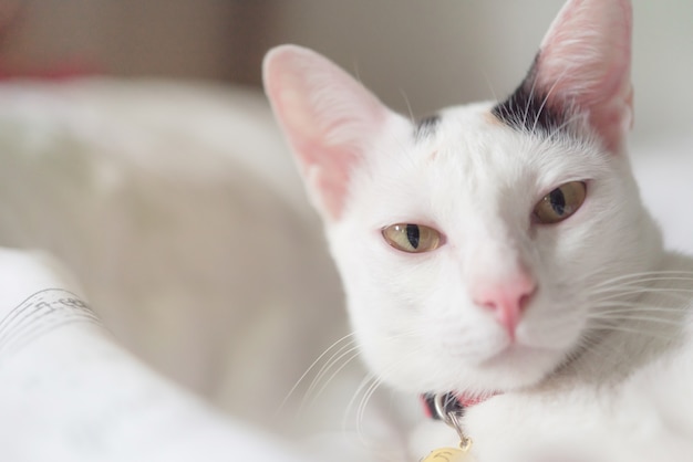 Cute white cat lying in bed. Fluffy pet is gazing curiously. Stray kitten sleep on bed.