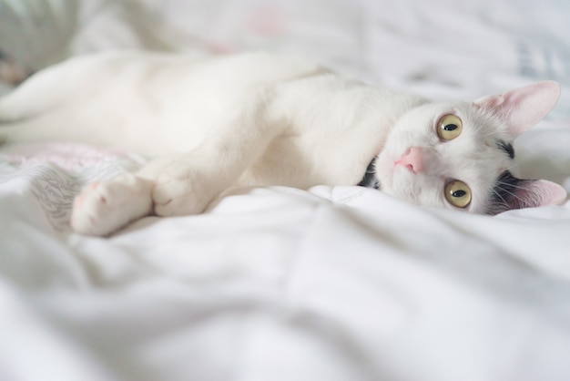 Cute white cat lying in bed. Fluffy pet is gazing curiously. Stray kitten sleep on bed.