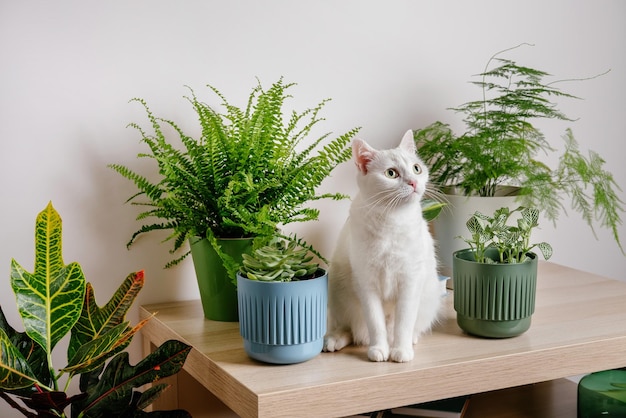 Cute white cat sitting on table near indoors houseplants Cozy home background with domestic fluffy pet Modern home garden interior